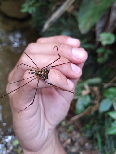 daddy longlegs