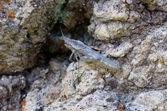 Dracotettix monstrosus