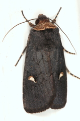 Proteuxoa cinereicollis