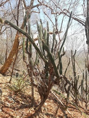 Pilosocereus