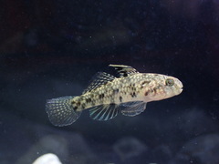 Bigmouth Goby photo 4