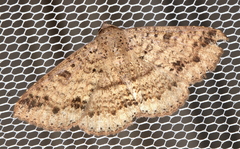 Ericeia sobria