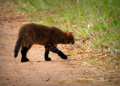 Pantanal Cat photo 4