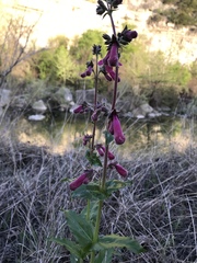 Penstemon triflorus