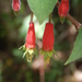 Fuchsia splendens - Photo (c) Luz de los Milagros, algunos derechos reservados (CC BY-NC), subido por Luz de los Milagros