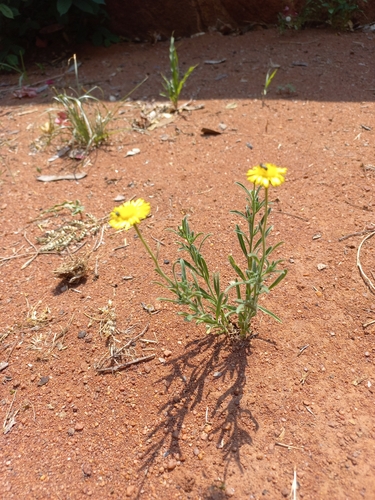 Image of Felicia mossamedensis by no rights reserved