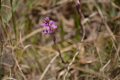 Polygala crenata