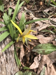 Erythronium rostratum