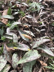 Erythronium rostratum