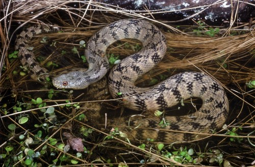 Diamondback Watersnake