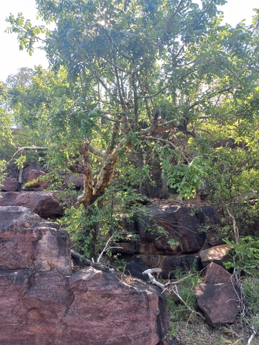 Commiphora marlothii