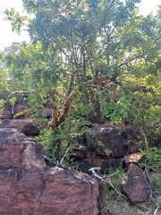 Commiphora marlothii