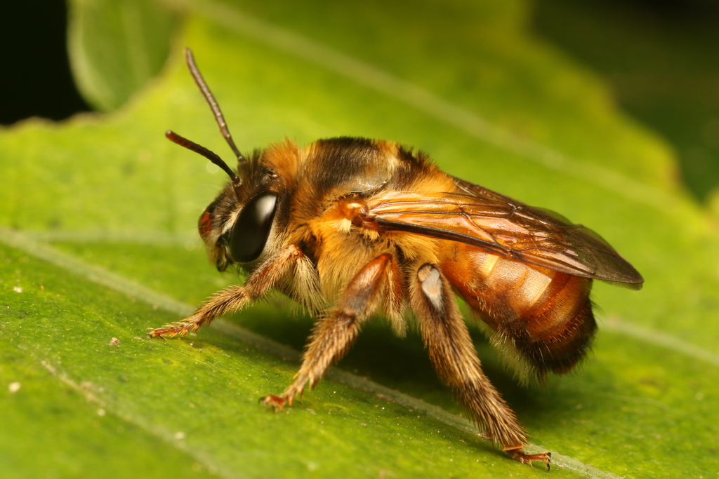 Thygater palliventris