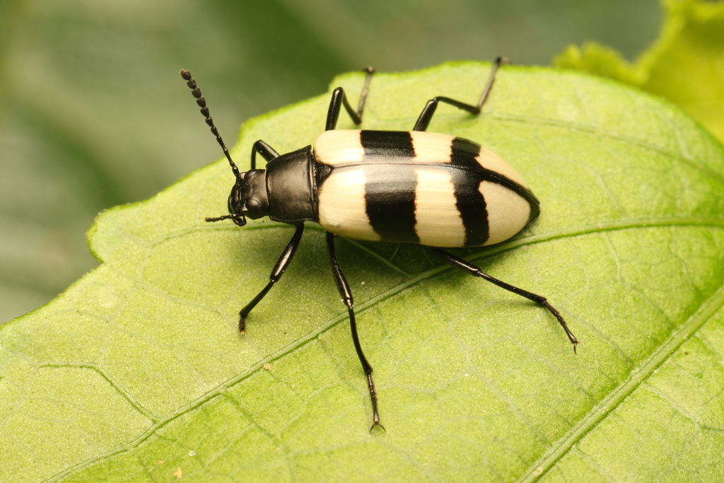 Poecilesthus fasciatus