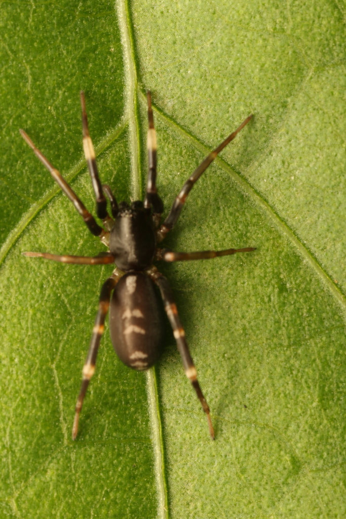 Ianduba varia