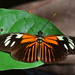 Heliconius demeter - Photo (c) ombeline_sculfort,  זכויות יוצרים חלקיות (CC BY-NC-ND), הועלה על ידי ombeline_sculfort
