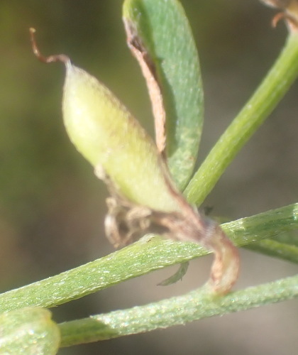 Image of Indigofera priorii by (c) Nicola van Berkel, some rights reserved (CC BY-SA)
