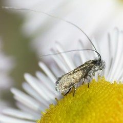 Adela punctiferella