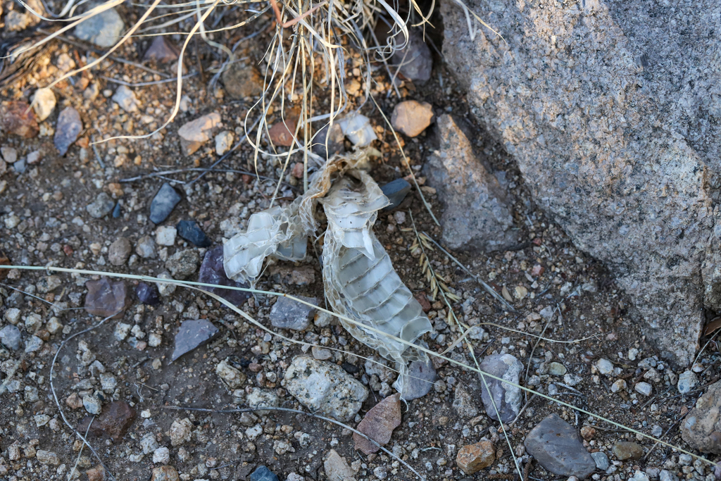 Snakes from Doña Ana, New Mexico, United States on December 2, 2023 at