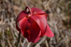 Sarracenia