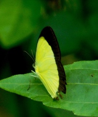 Eurema puella