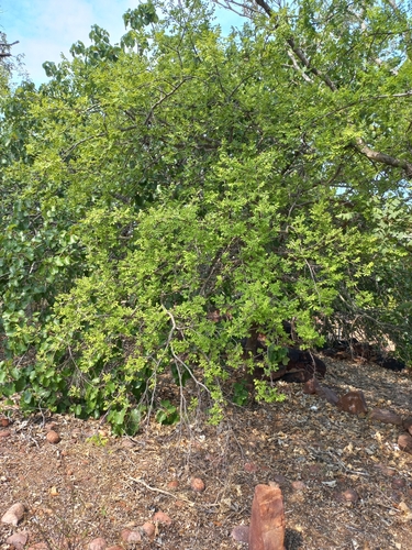Commiphora mollis