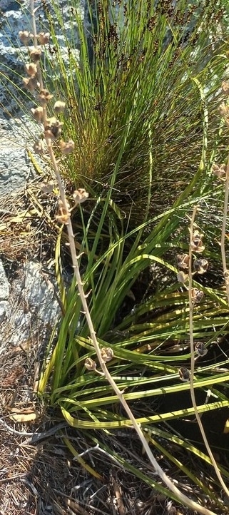Trachyandra tabularis, Betty's Bay, 7141, South Africa