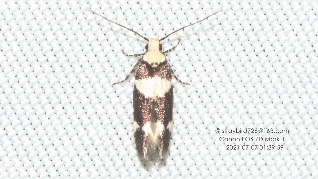 Agnippe albidorsella