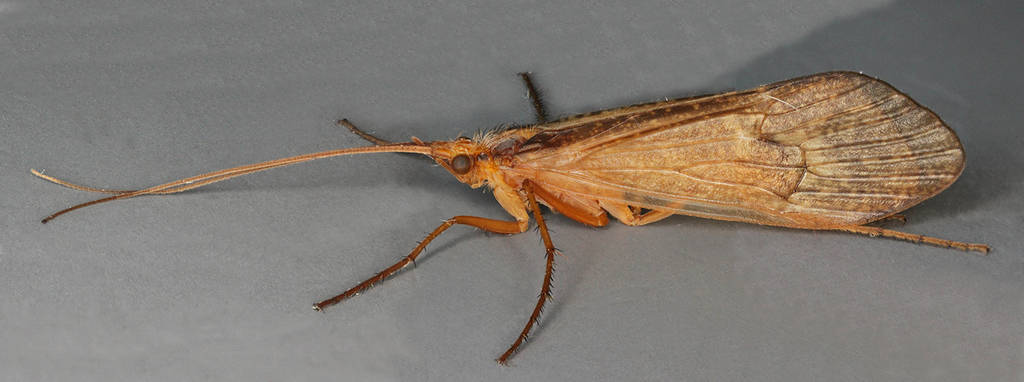 Stenophylax vibex