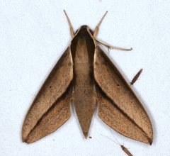 Theretra queenslandi