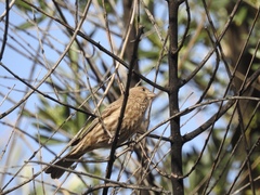 Haemorhous mexicanus