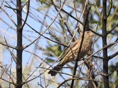 Haemorhous mexicanus