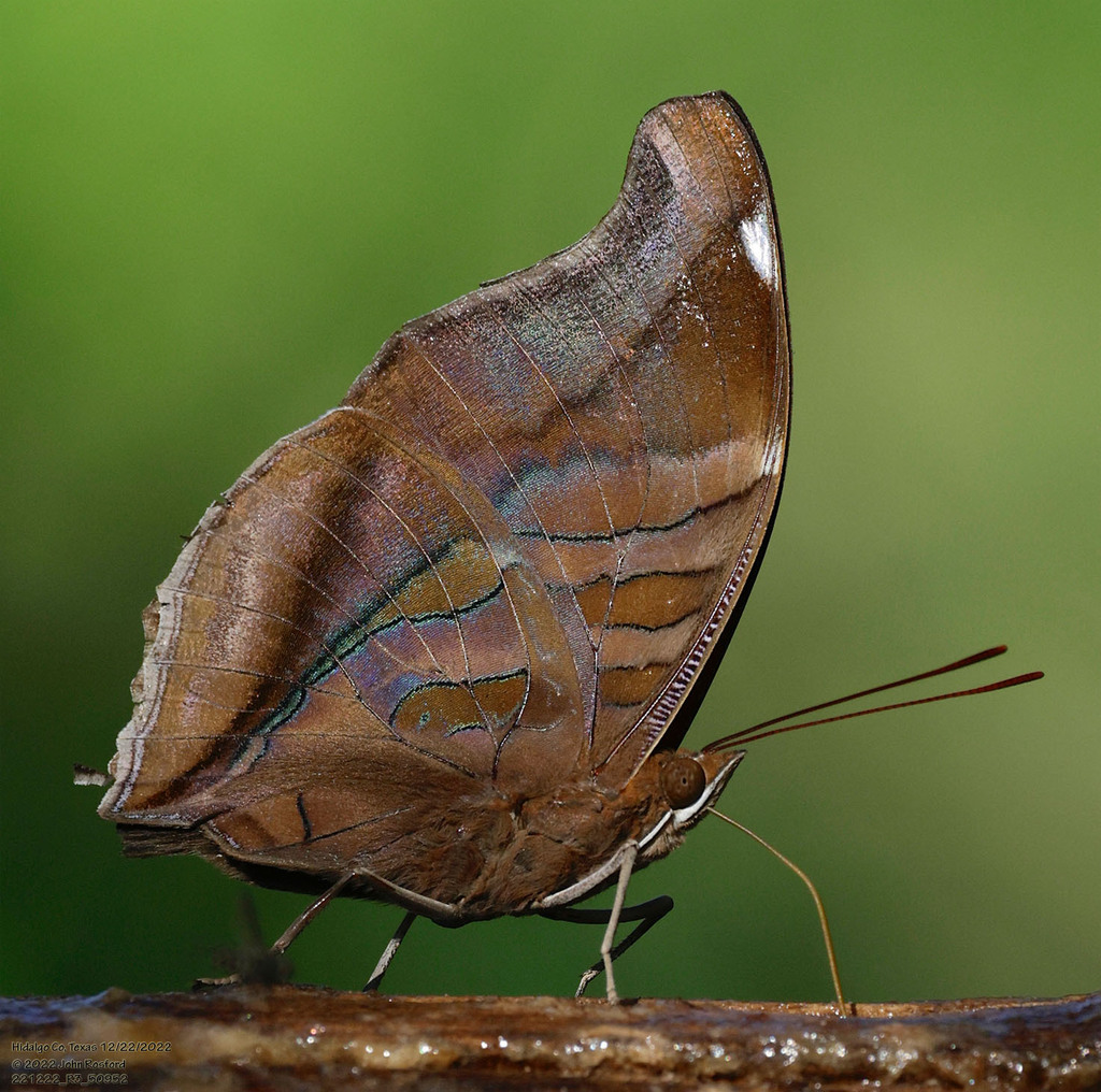 Orion Cecropian