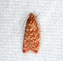 Syringoseca rhodoxantha