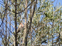 Haemorhous mexicanus