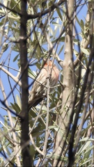 Haemorhous mexicanus