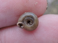 Polygyra