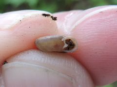 Polygyra