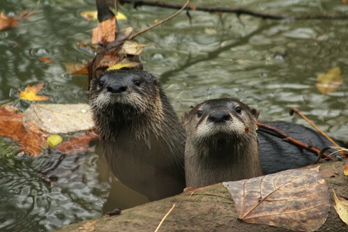 North American River Otter photographed in Tennessee