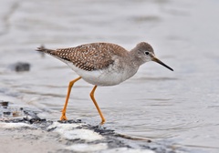 Lesser Yellowlegs photo 4