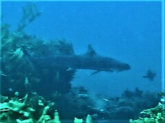 Blacktip Topeshark photo 2