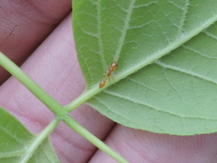 Pseudomyrmex pallidus