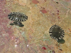 Chiton tuberculatus
