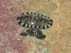 Chiton tuberculatus