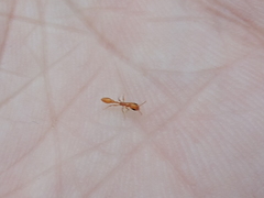 Pseudomyrmex pallidus