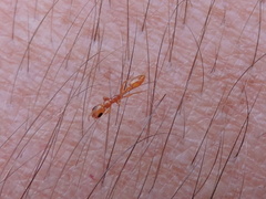 Pseudomyrmex pallidus