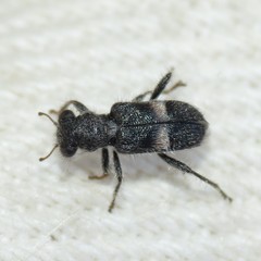 Phyllobaenus wickhami