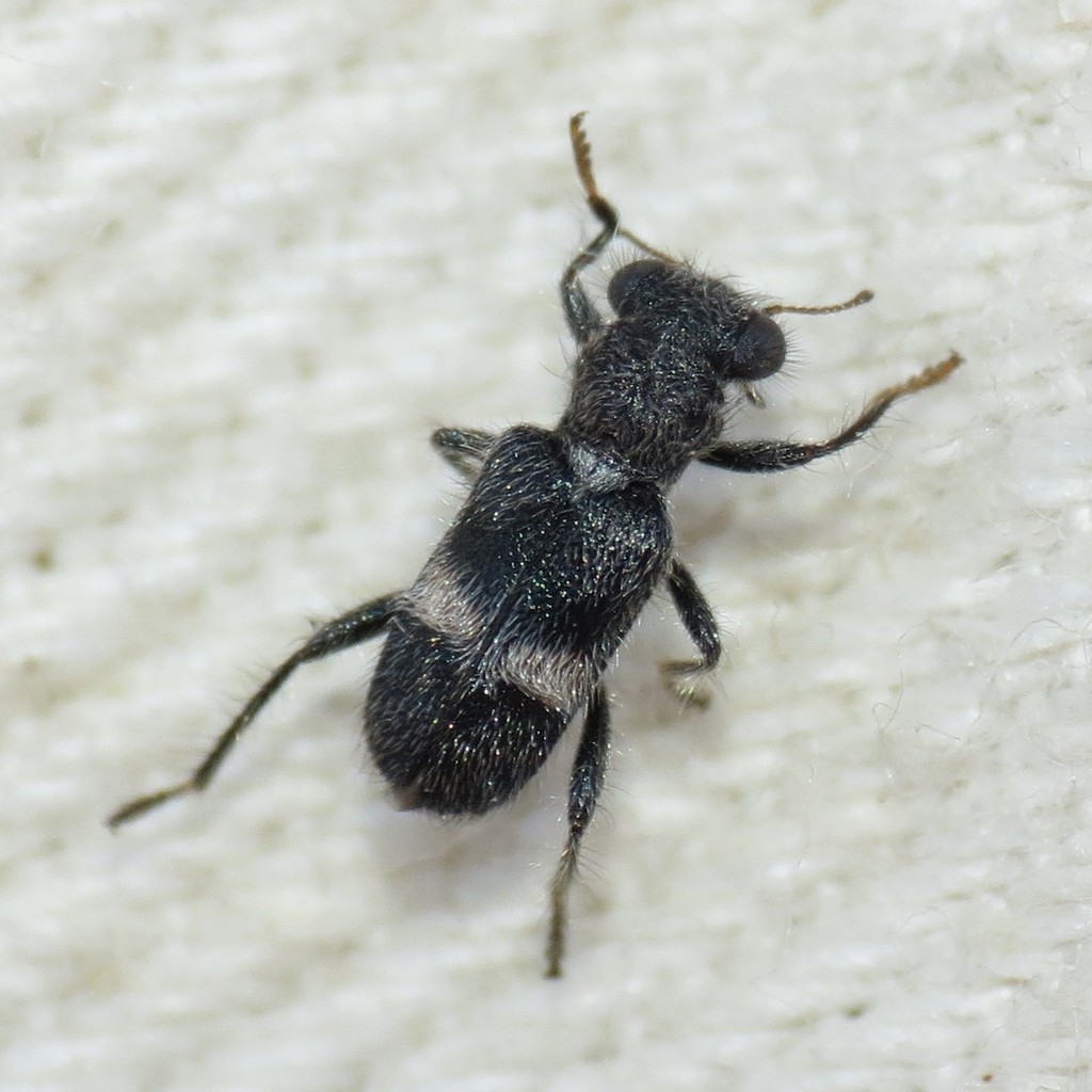 Phyllobaenus wickhami