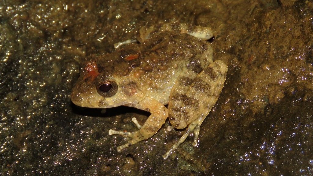 Golfito Robber Frog