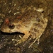 Bull Rain Frog - Photo (c) Dan MacNeal, some rights reserved (CC BY)